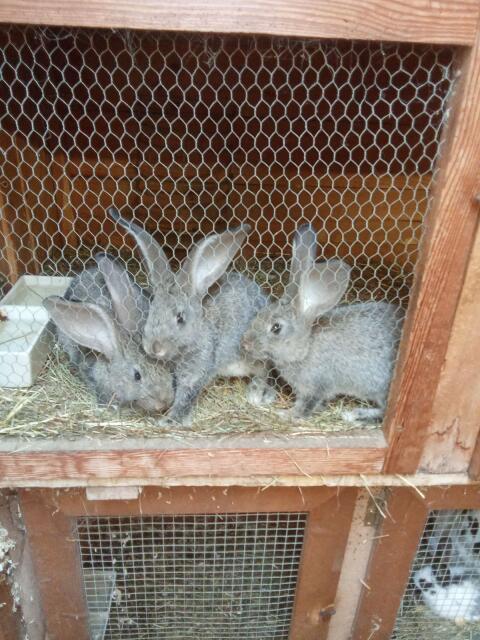 Hasen