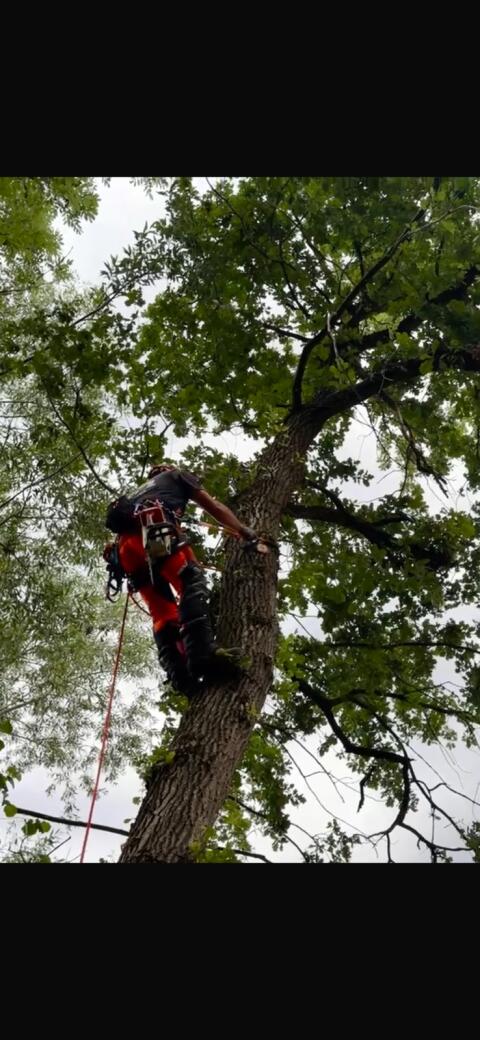 Baum- und Forstservice Pfeiffer