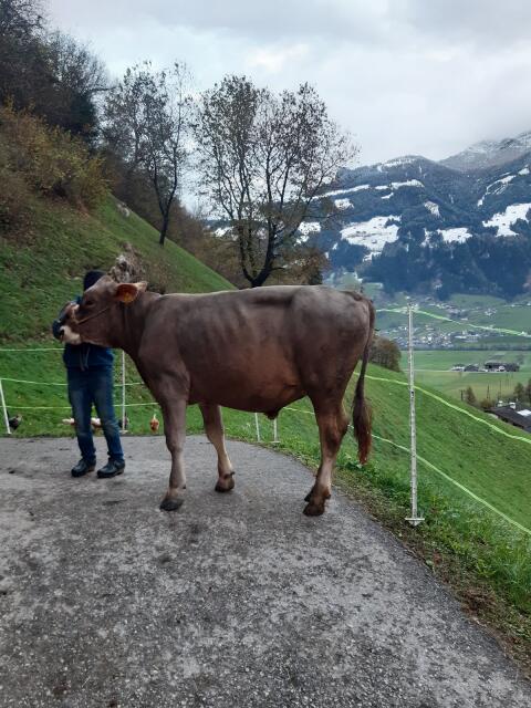 Braunswiss-Stier