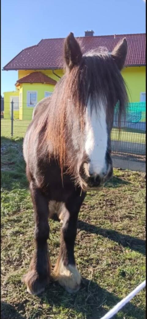Herzensbrecher-Duo: Tinker-Stute, Haflinger-Hengst