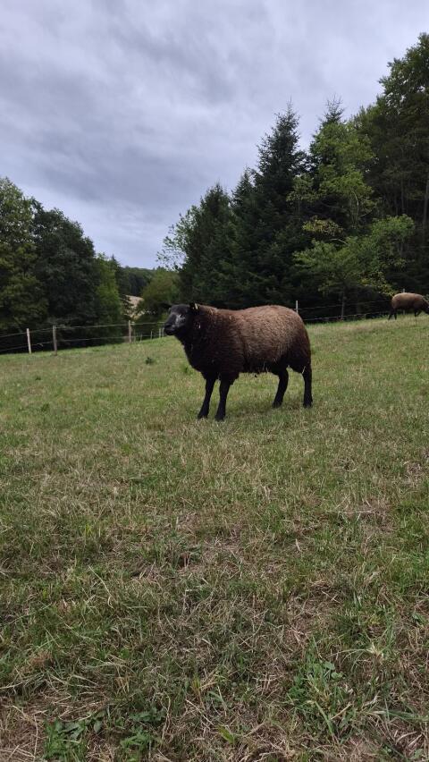Blaues Texel Schafbock