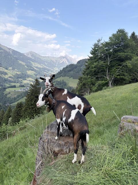 HB Tauernscheckenziegen
