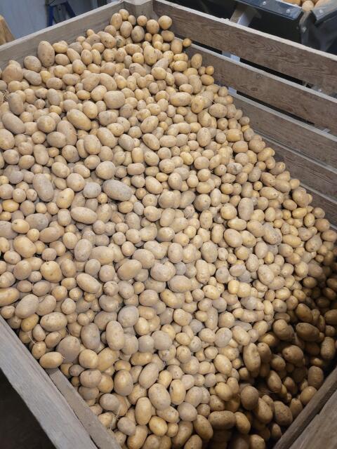 Futterkartoffeln Ditta