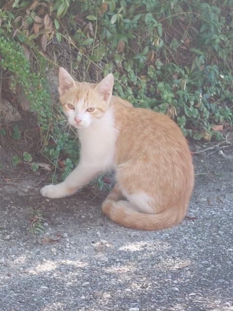 Verkaufe 1 europäischen Kurzhaar-Kater