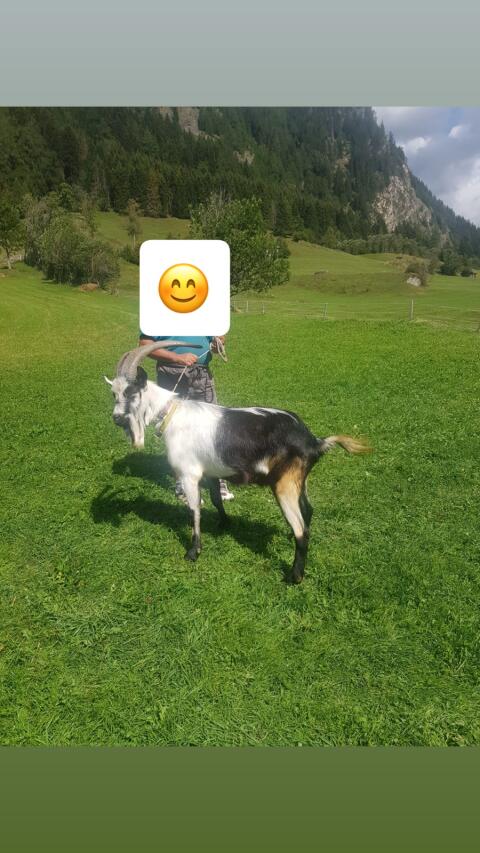 Pfauenziegenbock