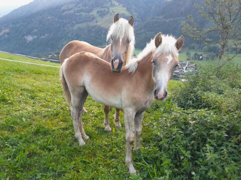 Simba, Haflinger Hengst