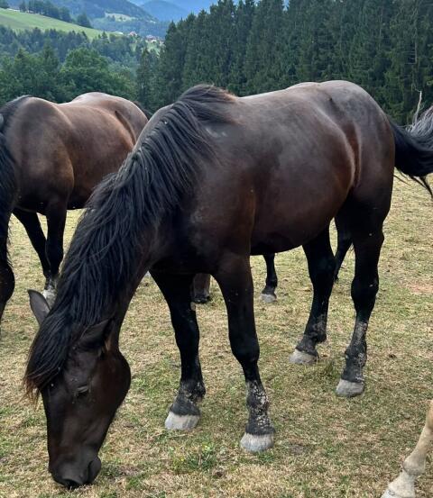 Lilli-LB, Noriker Stute