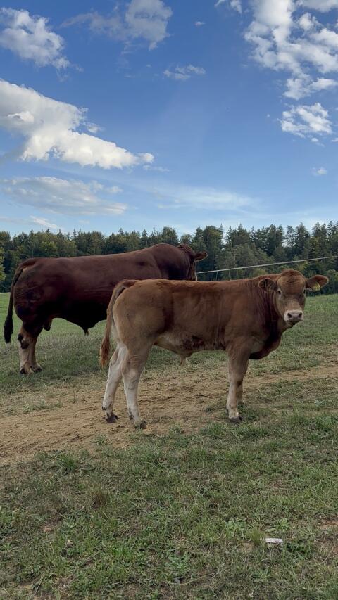 Limousin