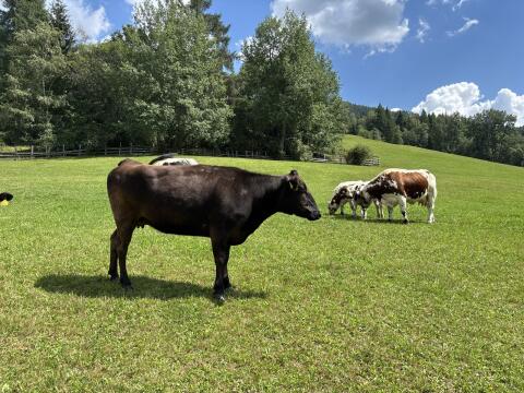 Wagyu