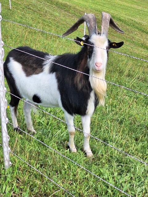 Tauernschecken Bock HB