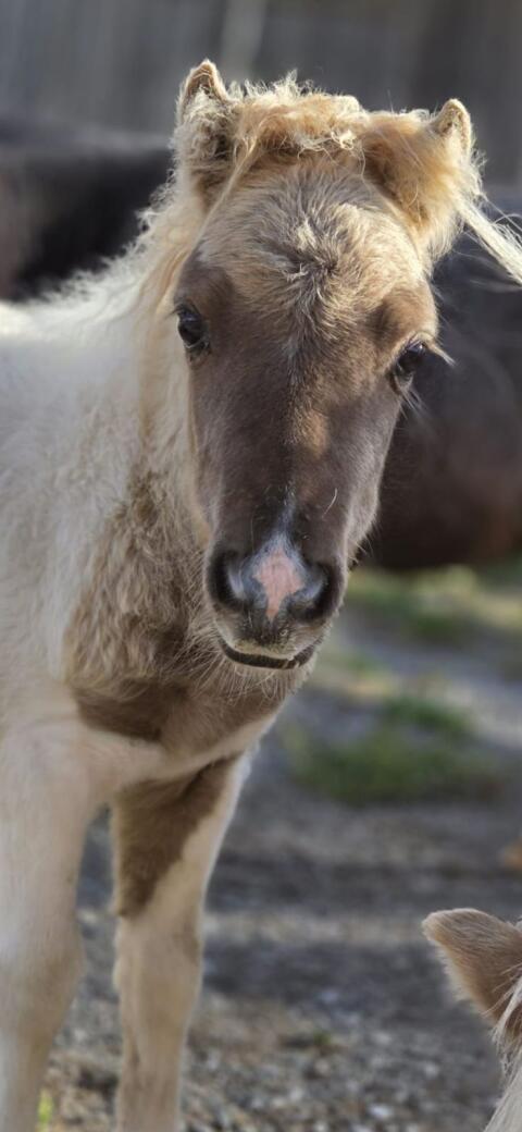 Minipony