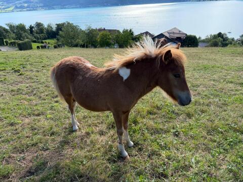 Ponystute zu verkaufen