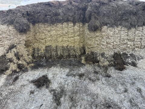 Silage ab Fahrsilo