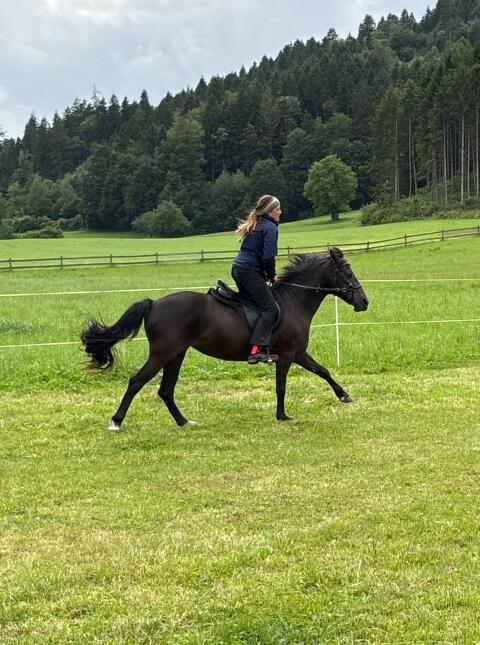 Reitpony