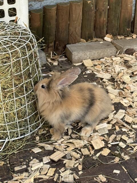 Kaninchen