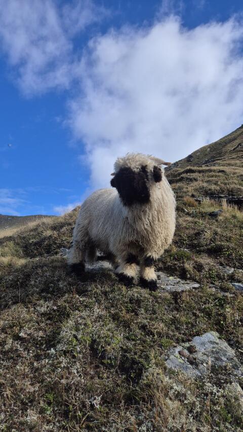 Walliser Schwarznasen-Widder