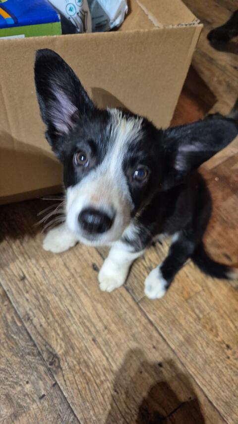 Corgi x Border Collie Rüden