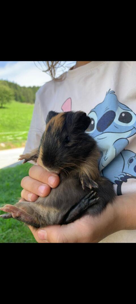 Meerschweinchen