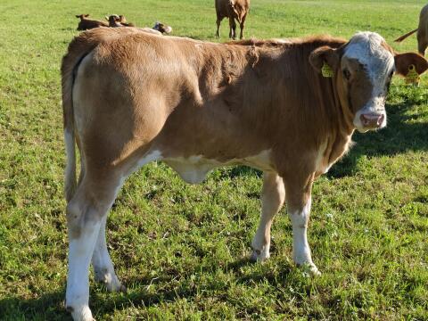 Bio-Kalb weiblich Fleckvieh-Blonde Aquitaine