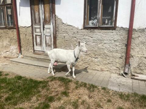 2 Ziegen (eine in Milch)