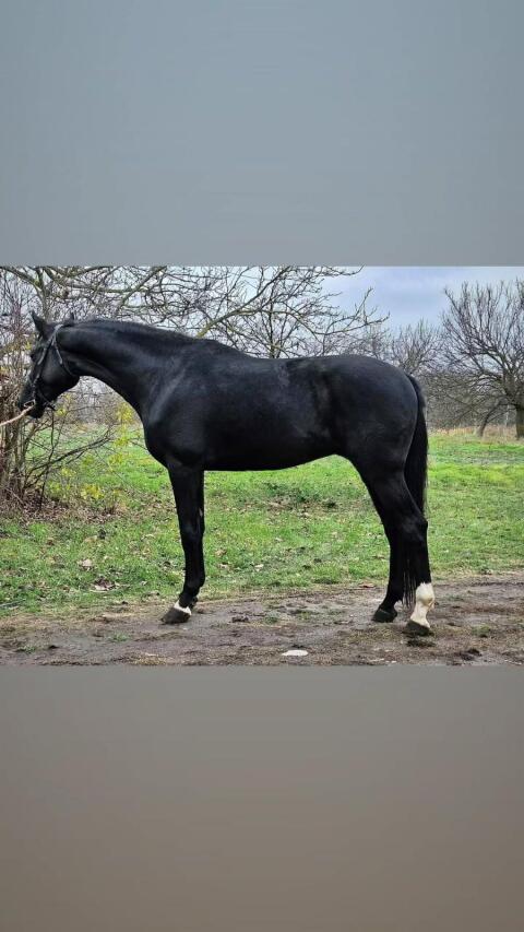 Next Level Hengst