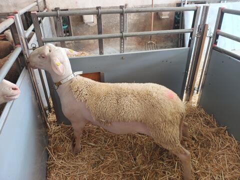 Lacaune Widder