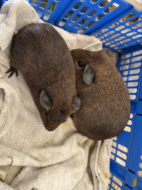 Meerschweinchen