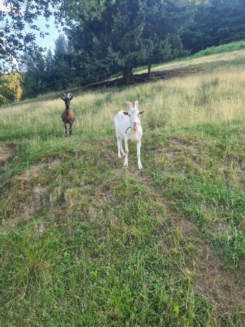 Ziegenbock