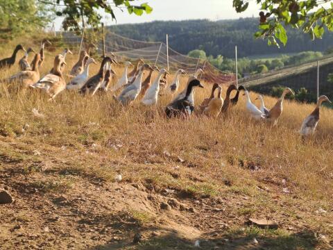 Laufenten, Landenten, Haubenenten, Moschusenten-Küken