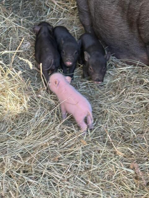 Micro-Schweine