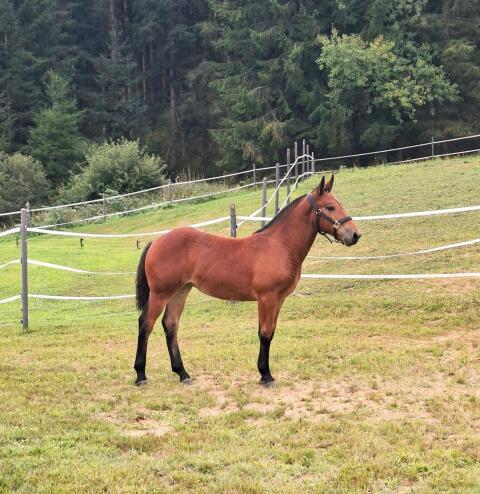 Darina, Noriker Stute
