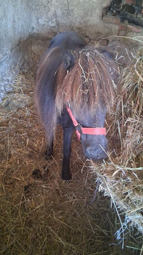3 Pony-Stuten und 1 Hengst zu verkaufen