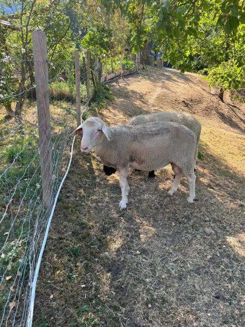 Merinoschaf-Widder