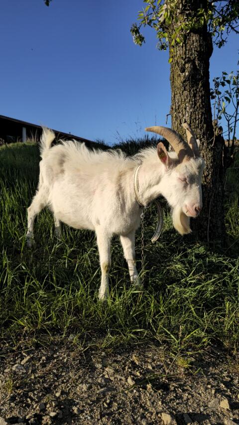 Ziegenbock