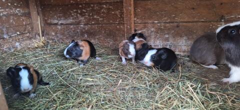 Meerschweinchen