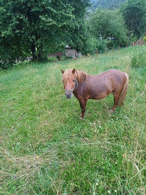 Verkaufe Mini-Shetlandpony, männlich
