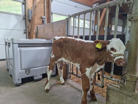 Bio Pustertaler Sprinzen x Fleckvieh