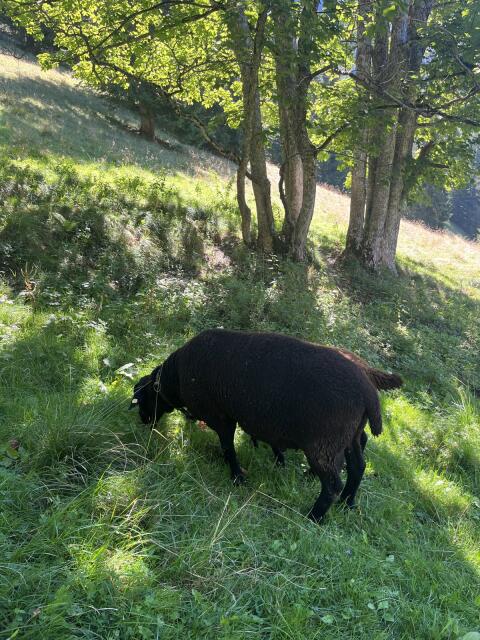Jura-Widder