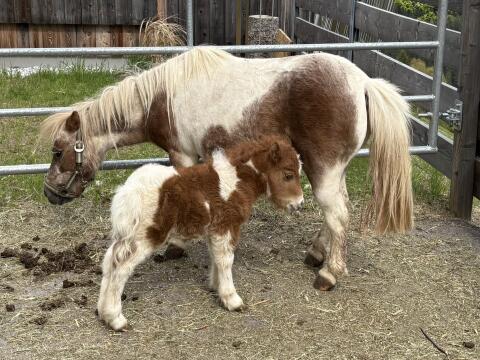 Liebe Minishetlandponys sind auf der Suche nach einem Traumplatz.