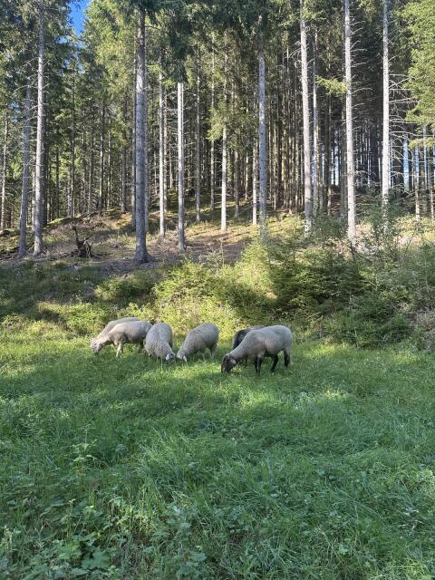 Merinoschaf-Mischlinge, Krainer Steinschaf