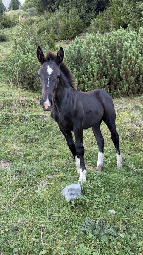 Freya, Noriker Stute