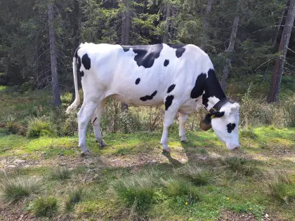 Bio Kalbin