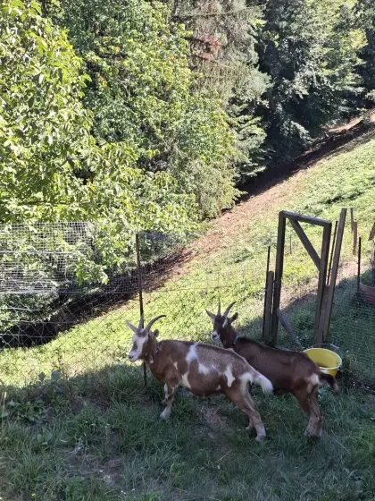 Ziegen