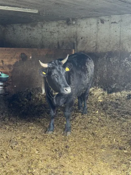 Wagyu-Ochse