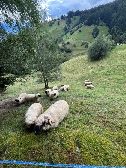 Walliser Schwarznasenschafe