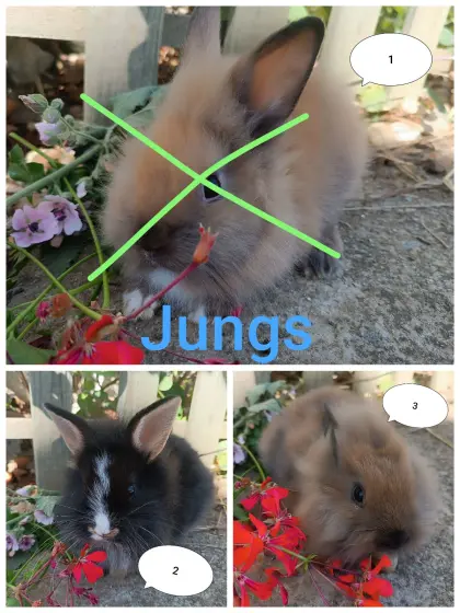 Zwergkaninchen Löwenkopf