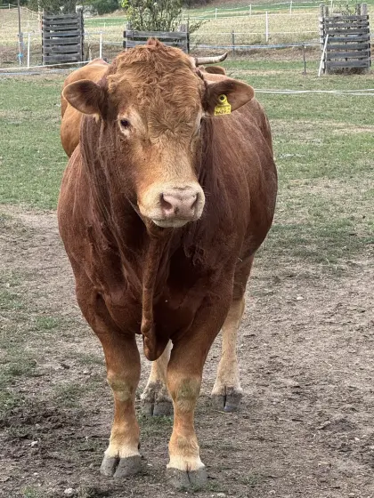 Bio-Limousin-Zuchtstier