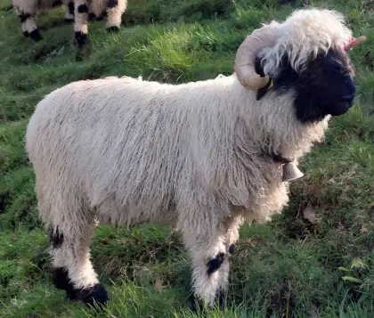 Walliser Schwarznasenwidder Hb-Betrieb