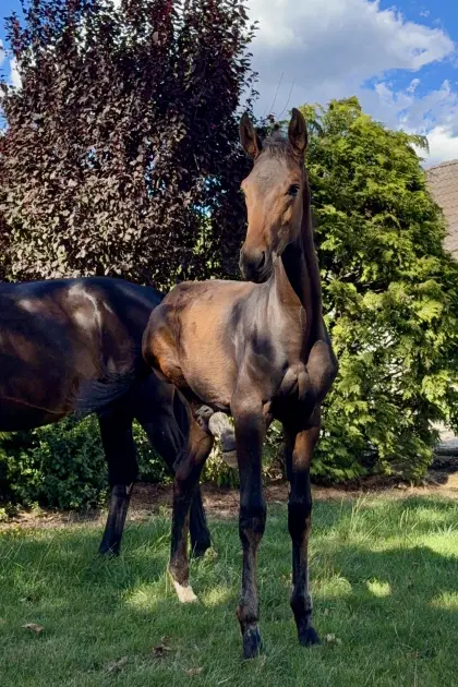 Gigi D’Agostino, österr. Warmblut-Hengst
