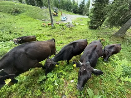 Rindfleisch von Wagyu-Kreuzungsrind und vom Duroc-Schwein